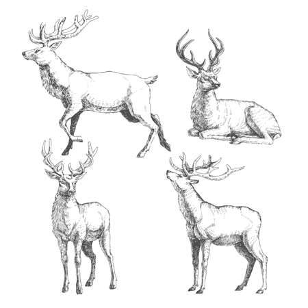 Set of forest deers. Vector hand drawn illustration with wild animals.のイラスト素材