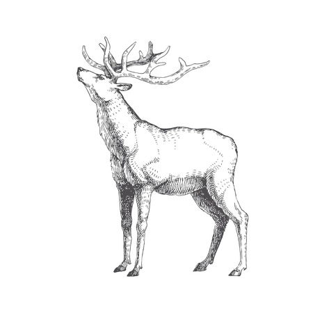 Vector hand drawn illustration with forest deer isolated on white. Wild animal.のイラスト素材