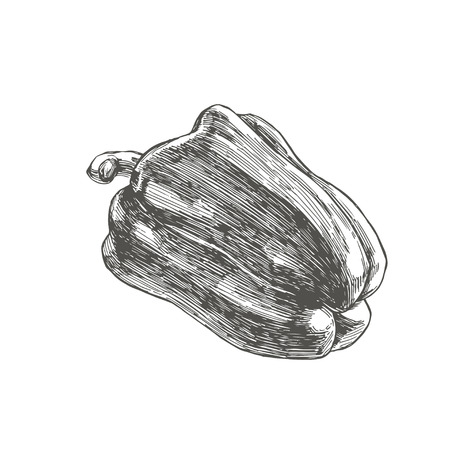 Vector vintage illustration of full pepper isolated on white background. Hand drawn fresh paprika in engraving style.のイラスト素材