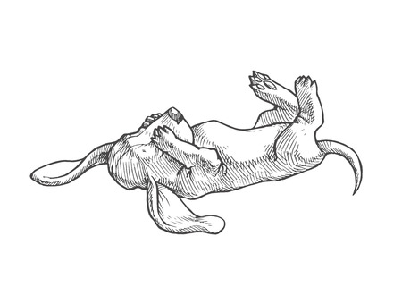 Vector hand drawn illustration with small puppy of basset hound isolated on white. Cute dog.のイラスト素材