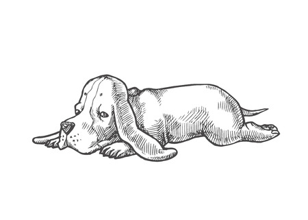 Vector hand drawn illustration with small puppy of basset hound isolated on white. Cute dog.のイラスト素材