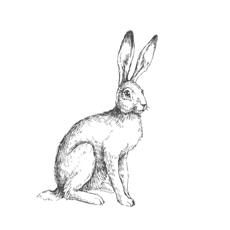 Vector vintage illustration of sitting hare isolated on white. Hand drawn rabbit in engraving style. Animal sketch.のイラスト素材