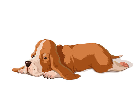 Vector color illustration of basset hound puppy isolated on white background. Cute small dog.のイラスト素材