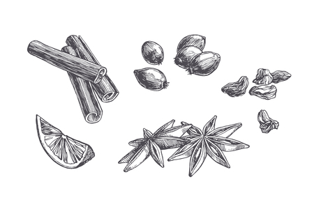 Vector vintage set of spices and sweets isolated on white. Hand drawn illustration of cinnamon, cardamom and berries in engraving style.のイラスト素材