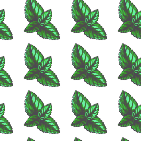 Vector vintage seamless pattern with mint leaves in engraving style. Hand drawn color botanical texture with green peppermint tips isolated on white. Herbal ingredientのイラスト素材
