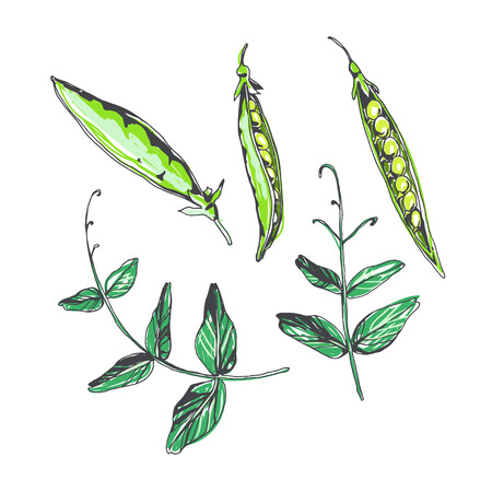 Vector set of peas pods and leaves in sketch style. Hand drawn botanical illustration with plant elements.のイラスト素材