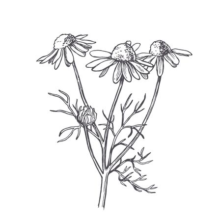 Vector vintage illustration of chamomile in engraving style. Botanical sketch of camomile flower.のイラスト素材