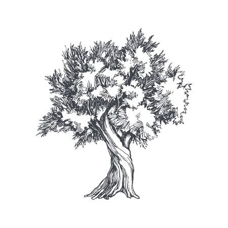 Vector vintage illustration of tree in engraving style. Hand drawn botanical sketch with olive plant background.のイラスト素材