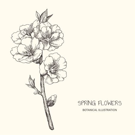 Vector vintage illustration with almond blossom in engraving style. Botanical hand drawn blooming apple branch. Floral sketch.のイラスト素材