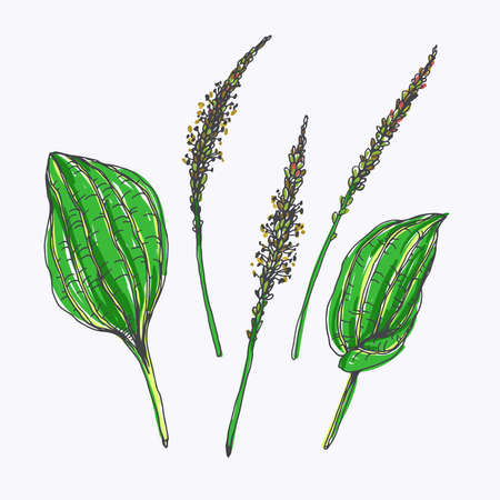 Vector hand drawn set of plantain blossom and leaves isolated on white. Botanical color sketch of details of plant. Wild herbsのイラスト素材