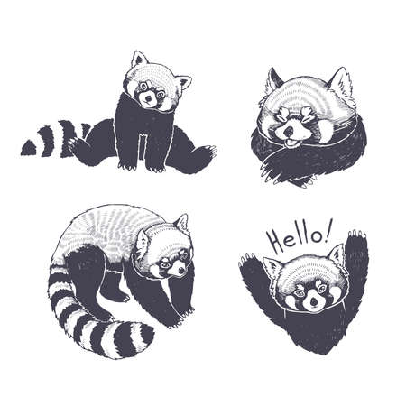 Vector set of illustrations with red pandas isolated on white. Hand drawn sketches with cute animals.のイラスト素材