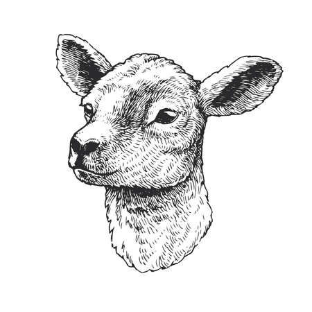 Vector hand drawn illustration of lamb. Sketch of cute animal isolated on white.のイラスト素材