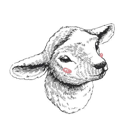 Vector hand drawn illustration of lamb. Sketch of cute animal isolated on whiteのイラスト素材