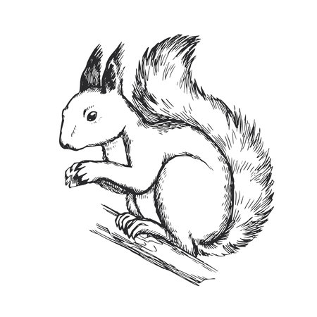 Vector hand drawn illustration of squirrel isolated on white background. Sketch of forest animal.のイラスト素材