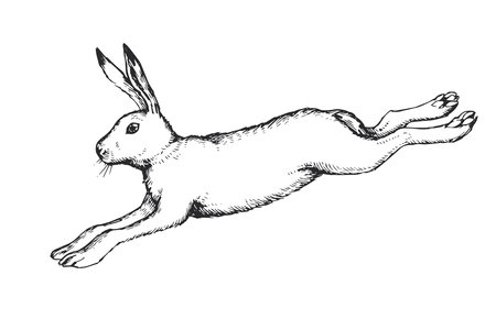 Vector hand drawn illustration of jumping hare in engraving style. Sketch of running forest animal.のイラスト素材