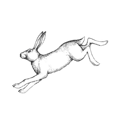 Vector hand drawn illustration of jumping hare in engraving style. Sketch of running forest animal.のイラスト素材