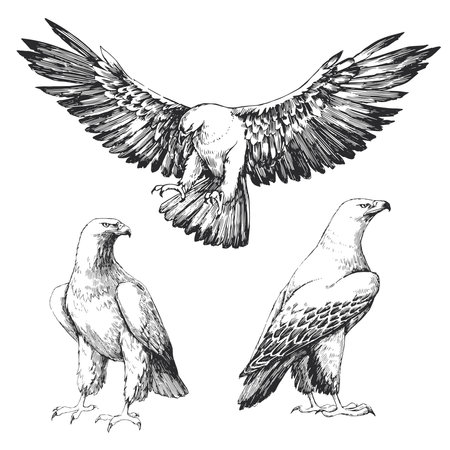 Vector hand-drawn set of illustrations of a golden eagle isolated on a white background. Sketches of...