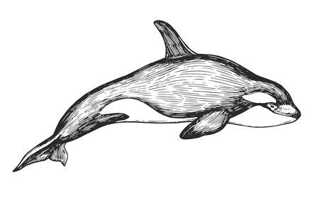 Vector hand-drawn illustration of a killer whale in the style of engraving. A black and white sketch with an oceanic wild animal.のイラスト素材