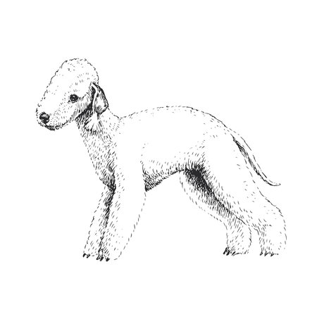 Vector hand-drawn illustration of Beagle in engraving style. Sketch with cute pet. A breed of dog for hunting.のイラスト素材