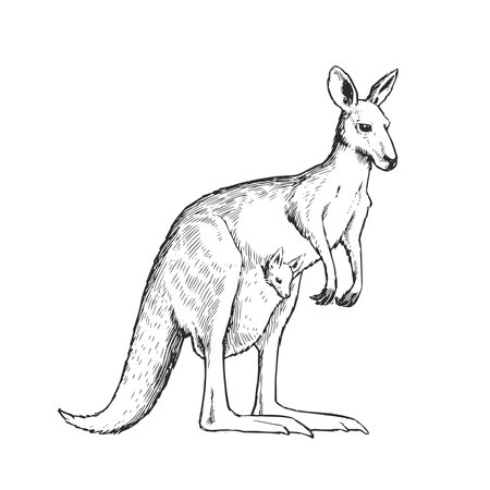 Vector hand-drawn illustration of a kangaroo with a baby in a pouch in the style of engraving. A sketch of a wild Australian marsupial animal with a baby in his pocket.のイラスト素材