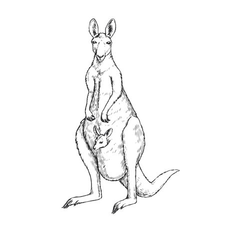 Vector hand-drawn illustration of a kangaroo with a baby in a pouch in the style of engraving. A sketch of a wild Australian marsupial animal with a baby in his pocket.のイラスト素材