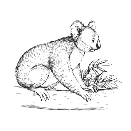 Vector hand-drawn illustration of a koala. A sketch of a wild Australian marsupial animal isolated on a white background.のイラスト素材