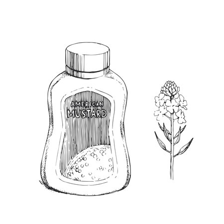 Vector hand-drawn botanical sketch of mustard and plastic bottle with sauce. illustration for recipe design.のイラスト素材