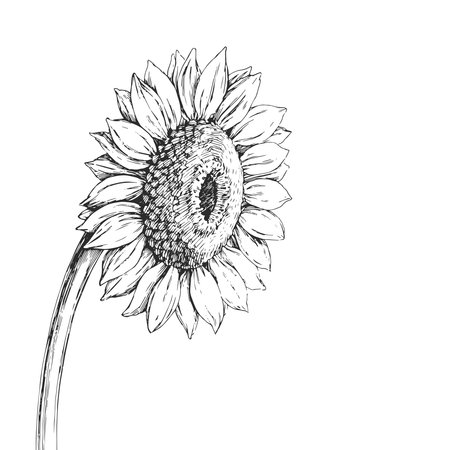 Vector hand-drawn illustration of a sunflower head on a long stem, isolated on a white background. Botanical sketch of a flower.のイラスト素材