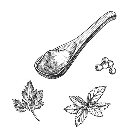 Vector hand-drawn set of classic herbs and wooden spoon with crushed seasonings. Sketch of parsley, basil and allspice with ground spices.のイラスト素材