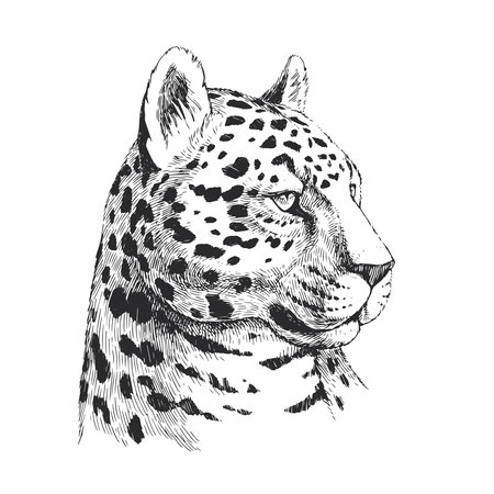 Vector hand-drawn illustration of jaguar head. Black and white sketch of wild Brazilian animal.のイラスト素材