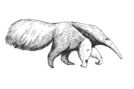 Vector hand-drawn illustration of giant anteater in engraving style. Sketch of animals of South America.のイラスト素材