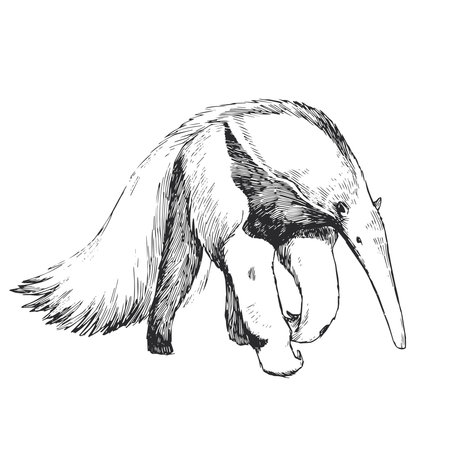 Vector hand-drawn illustration of giant anteater in engraving style. Sketch of animals of South America.のイラスト素材