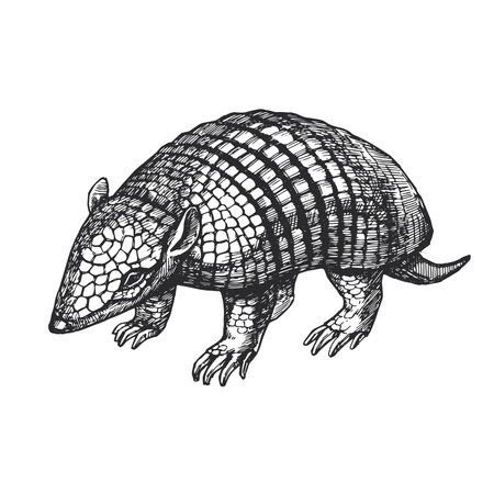 Vector hand-drawn illustration of a six-banded armadillo in the style of engraving. Sketch of animals of South Americaのイラスト素材