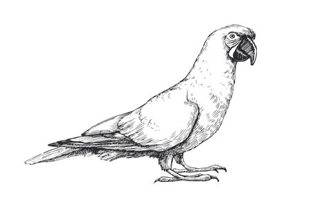 Vector hand-drawn illustration of Military Macaw in engraving style. Black and white sketch of parrot of South America.のイラスト素材