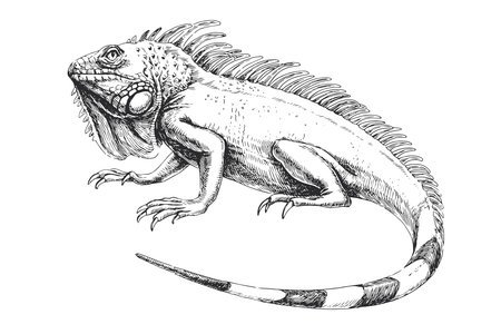 Vector hand-drawn illustration of Green Iguana in engraving style. Sketch of wild American animal.のイラスト素材