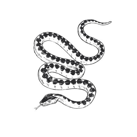 Vector vintage hand-drawn illustration of snake in engraving style. Black and white sketch of wild...