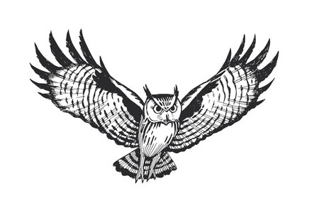Vector hand-drawn illustration of owl, isolated on white. Black and white sketch of Halloween symbol.のイラスト素材