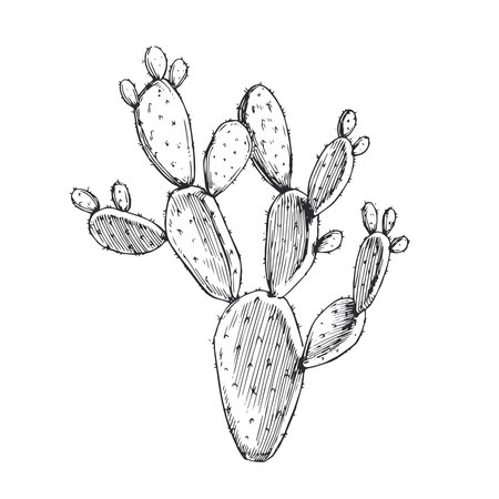 Vector hand-drawn illustration of prickly pear. Black and white cactus. Wild succulent. Flora of desert.のイラスト素材