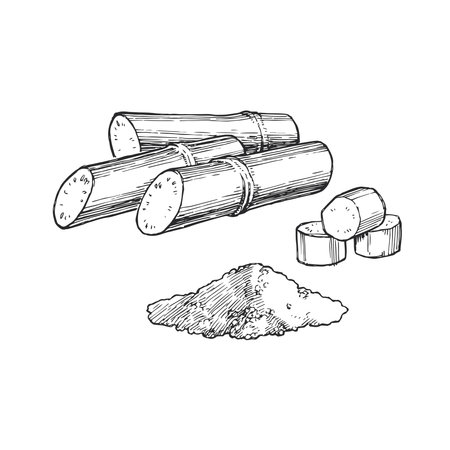 Vector hand-drawn illustration of cut sugarcane stalks. Black and white sketch of cane sugar with plant pieces. Engraving style.のイラスト素材