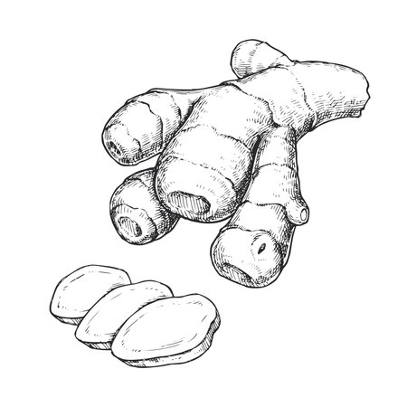Vector hand-drawn illustration of ginger root. Black and white sketch of spice. Ingredient for cooking.のイラスト素材