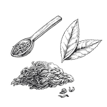 Vector hand-drawn illustration of a handful of dried tea, a spoon of herbs, and fresh leaves. Sketch of ingredient for drink.のイラスト素材