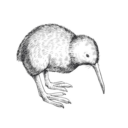 Vector hand-drawn illustration of a kiwi bird. Black and white sketch of a New Zealand animal.のイラスト素材