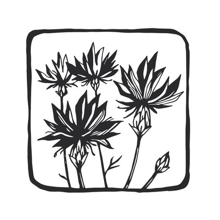 Vector hand-drawn illustration of cornflowers in linocut style. Botanical sketch with field flowers for print.のイラスト素材