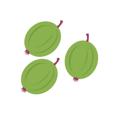 Gooseberries on an isolated background. Vector illustration in a flat styleのイラスト素材