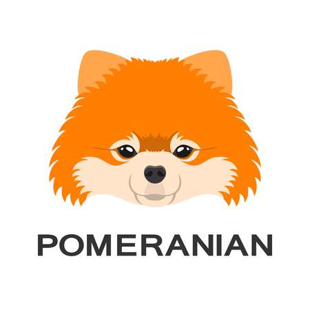 Vector illustration of pomeranian dog in flat style. Pomeranian flat icon.のイラスト素材