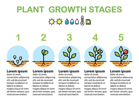 Plant growth stages infographics. Line art icons. Linear style illustration isolated on white. Planting fruits, vegetables process. Flat design style.のイラスト素材