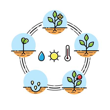 Plant growth stages infographics line art icons linear style illustration isolated on white planting fruits, vegetables process.のイラスト素材