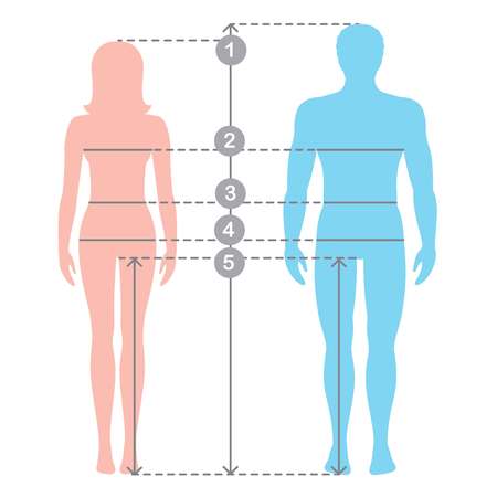 Silhuettes of man and women in full length with measurement lines of body parameters . Man and women sizes measurements. Stock vector cartoon illustration. Human body measurements and proportions.のイラスト素材