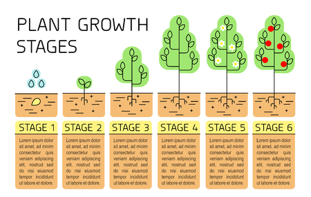 Tree growth stages infographics. Line art icons. Planting instruction template. Linear style illustration isolated on white. Planting fruits process. Flat design style.のイラスト素材