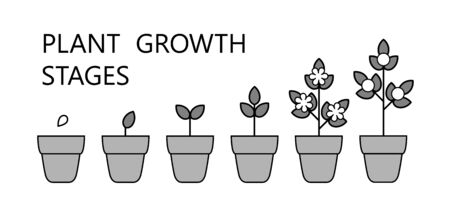 Tree growth stages infographics. Line art icons. Planting instruction template. Linear style illustration isolated on white. Planting fruits process.のイラスト素材